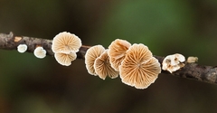 Crepidotus cesatii
