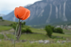 Myrmeleon formicarius