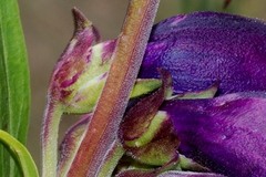 Penstemon gentianoides