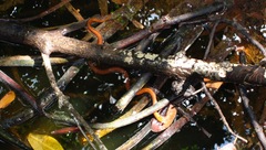 Nerodia clarkii compressicauda