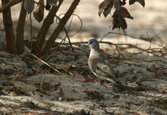 Turtur abyssinicus