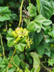 Passiflora exoperculata