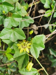 Passiflora exoperculata