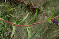 Penstemon gentianoides