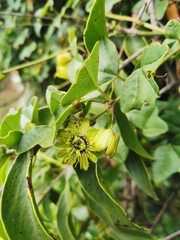 Passiflora exoperculata