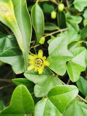 Passiflora exoperculata