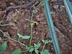 Leptobasis vacillans