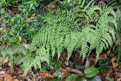 Adiantum formosum