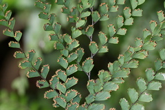 Adiantum formosum