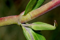 Penstemon gentianoides