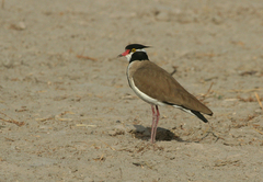 Vanellus tectus