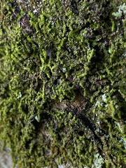 Frullania ericoides