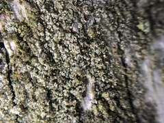Protoparmelia hypotremella