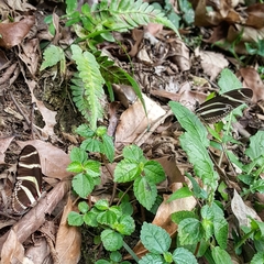 Heliconius charithonia