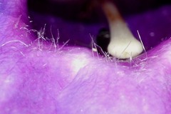 Penstemon gentianoides