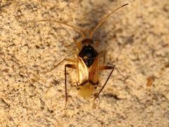 Eustictus