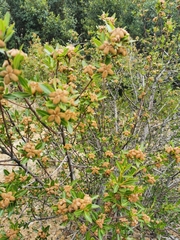 Kageneckia lanceolata