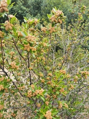 Kageneckia lanceolata