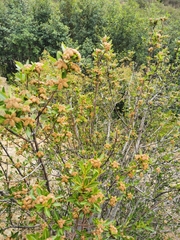 Kageneckia lanceolata