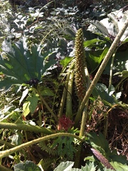 Gunnera tinctoria