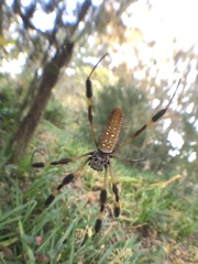 Trichonephila clavipes image
