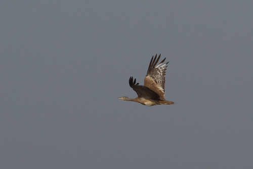 Arabian Bustard