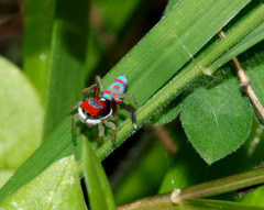 Maratus splendens