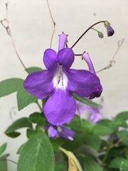 Didymocarpoideae