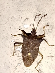 Proxys albopunctulatus