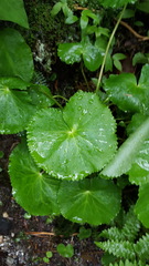 Caltha biflora