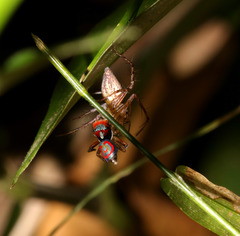 Maratus splendens