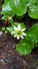 Caltha biflora