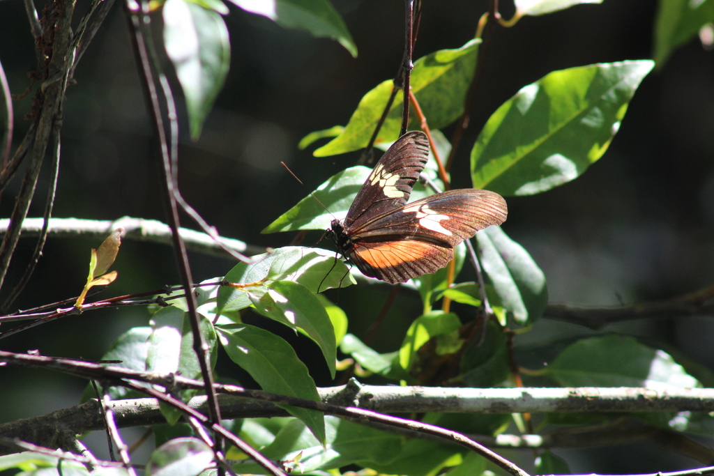 Mexican Longwing
