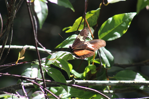 Mexican Longwing