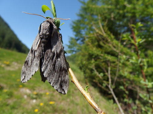 Pine Hawkmoth photo 5
