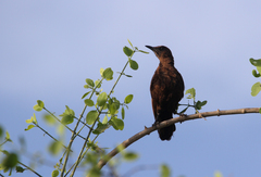 Myrmecocichla aethiops