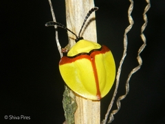 Paraselenis normalis