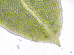 Fissidens bushii