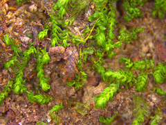 Fissidens bushii