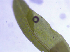 Fissidens bushii