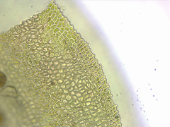 Fissidens bushii