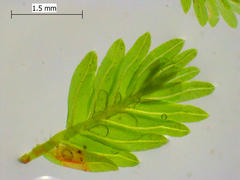 Fissidens bushii