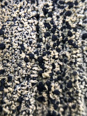 Pycnora praestabilis