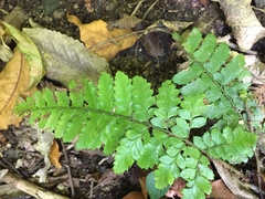 Polystichum polyblepharum