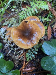 Armillaria nabsnona
