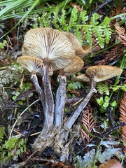 Armillaria nabsnona