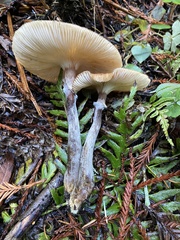 Armillaria nabsnona