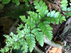 Polystichum polyblepharum