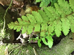 Polystichum polyblepharum