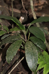 Cordyline murchisoniae